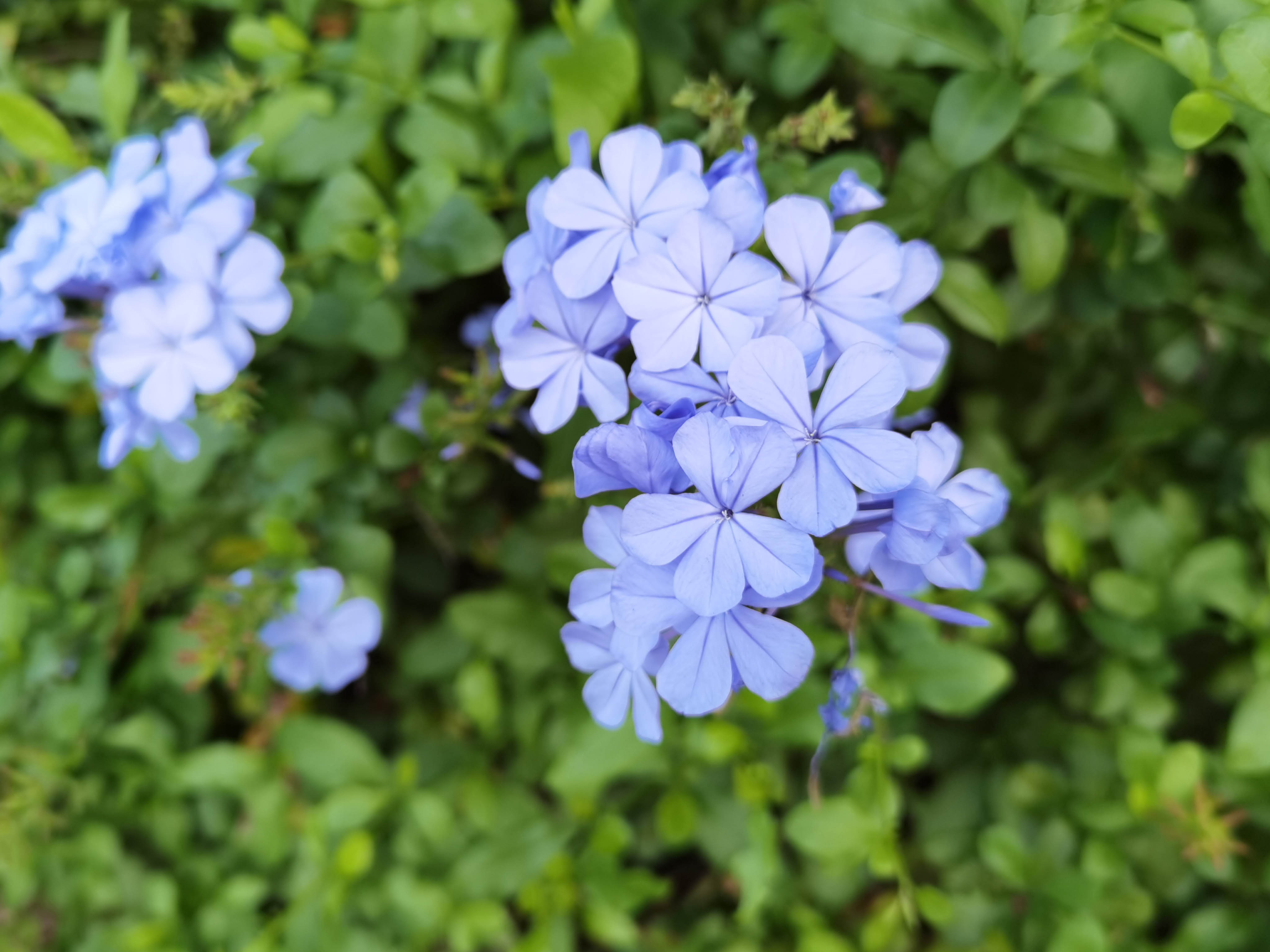 Plumbago auriculata en fleurs dans les fourrés côtiers d'Afrique du Sud
